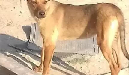 Szukamy domu dla pieska!