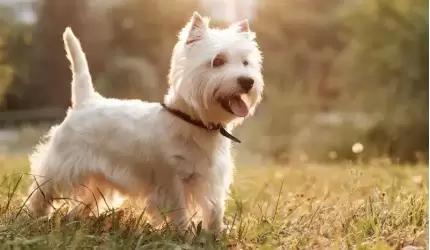 West Highland White Terrier - poznaj zasady żywienia z Piesotto!