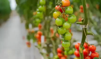 Szklarnie z poliwęglanu - opinie dominujące na rynku