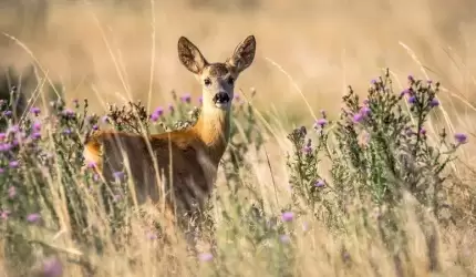 Miłośnik przyrody apeluje do myśliwych (list)