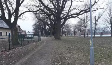 Jeden z dębów został wycięty. Jestem zaniepokojona... (list)