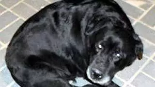 labrador 00