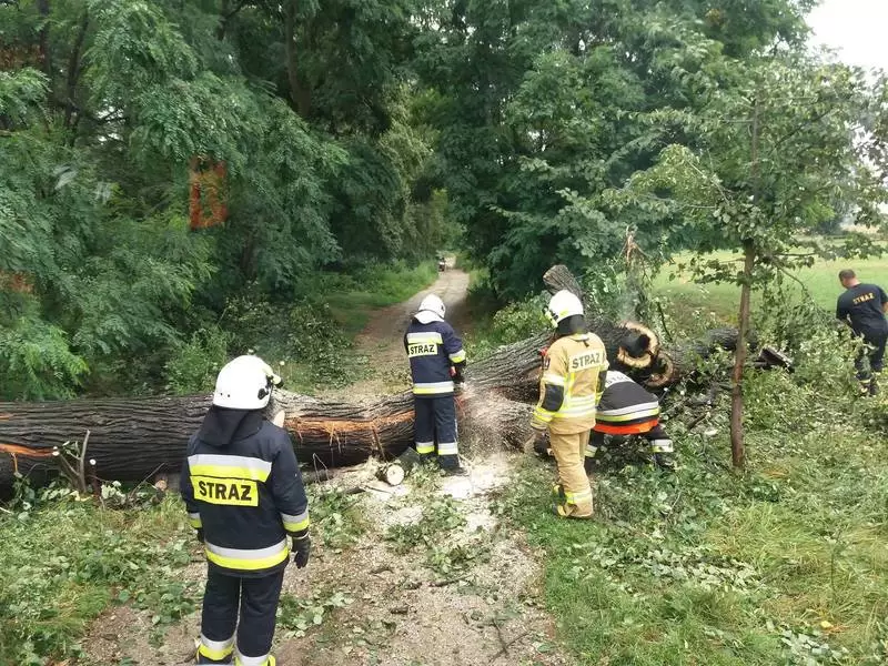 osp udanin pozar drzewa