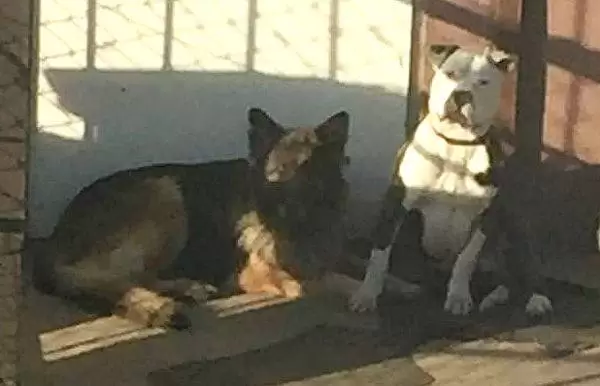 35628699 1815038825223021 6296213208856264704 n