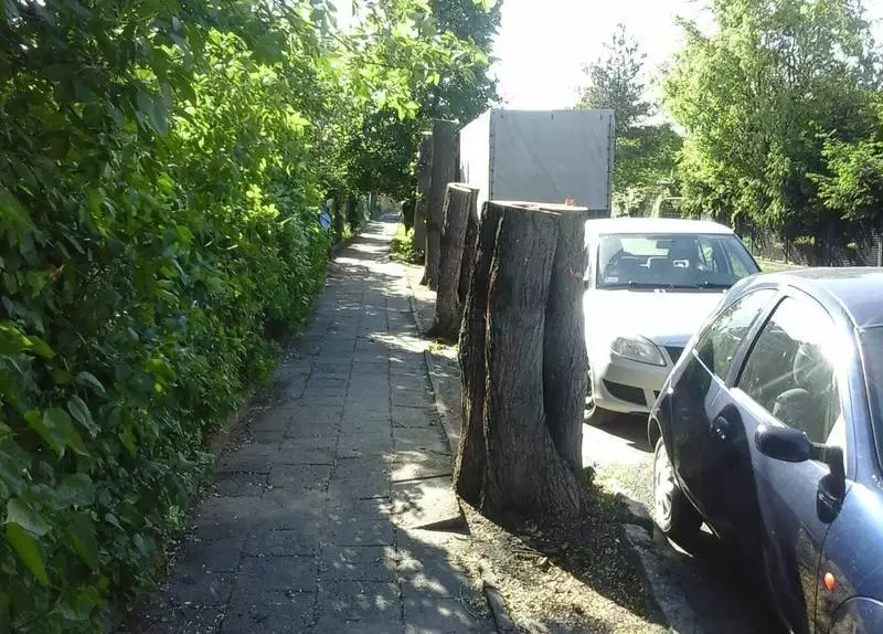 mazurowicka wycinka lip 7.05.2018 Kopia