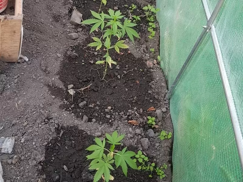 narkotyki 07.07.2020 4