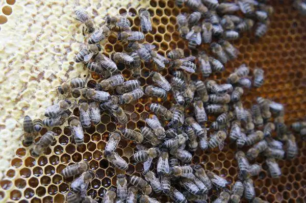 pszczoly z pasieki amest otwock 2