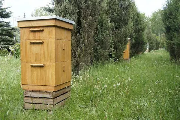 pszczoly z pasieki amest otwock 3