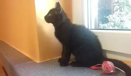 Julek został sam. Może ktoś go przygarnie?