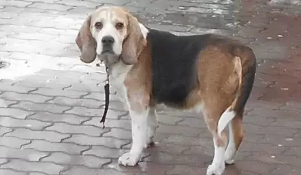 Czyje to psy? Właściciele poszukiwani