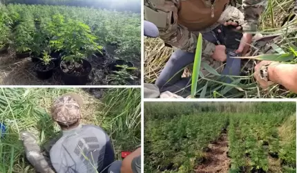 Uprawiał konopie na terenie nieużytków leśnych. Grozi mu do 8 lat więzienia