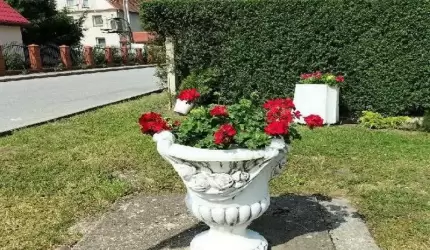 Doniczki znikają z ulic - kto stoi za tą bezczelnością?