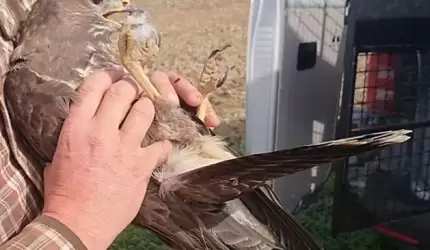 Policjanci zaopiekowali się rannym drapieżnikiem