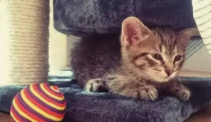 W Środzie Śląskiej zaginął kot