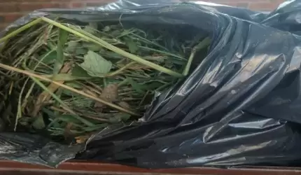 Przypominamy! Trawa, liście i nierozdrobnione gałęzie na kompostownik lub do PSZOK