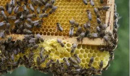 Światowy Dzień Pszczół - dlaczego warto chronić zapylacze?