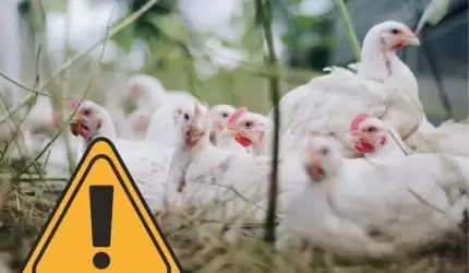 Ptasia grypa w Gminie Środa Śląska