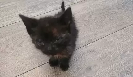 Młody kot czeka na nowy dom