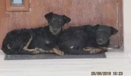 Może je ktoś przygarnie?