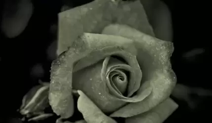 Kondolencje dla Rodziny śp. Wacława Jaskuły