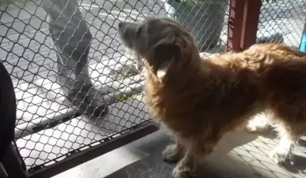 Na terenie miasta znaleziono psa