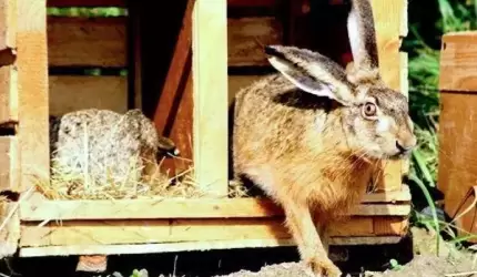 Koło Łowieckie "Cyranka" wypuszcza dziś zające