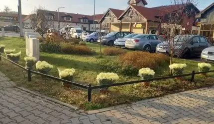 Chryzantemy upiększyły miasto