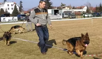 Wystawa owczarków niemieckich w Miękini