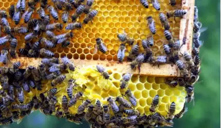 8 sierpnia obchodzimy Wielki Dzień Pszczół. Jak wspierać te pożyteczne owady?