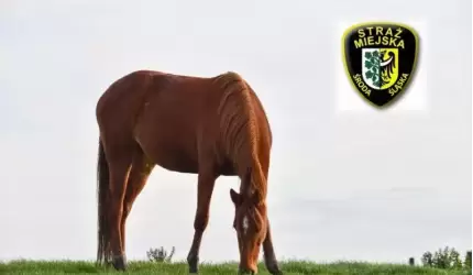Koń biegał po wsi. Właściciel dostał mandat