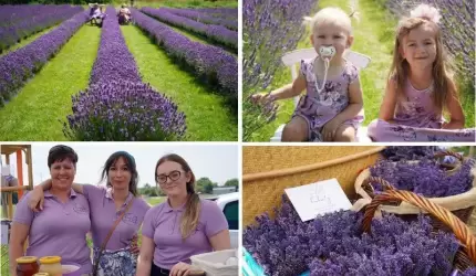 Dzień otwarty na lawendowym polu w Jastrzębcach [zdjęcia]