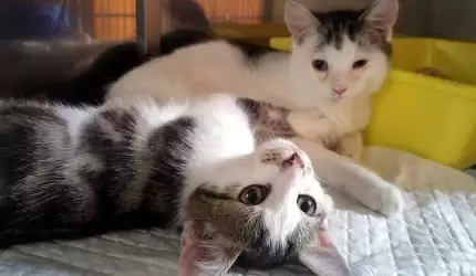 Szukasz przyjaciela? On czeka na Ciebie!