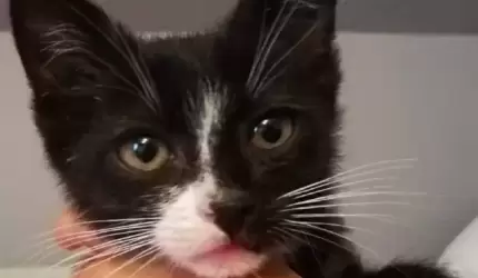 Szukamy domu dla kotka!
