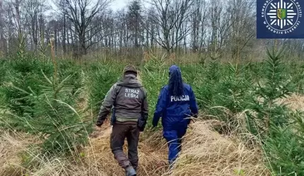 „Choinka” - wspólne działania średzkiej Policji i Straży Leśnej