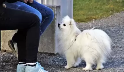 Wyższe mandaty dla właścicieli i opiekunów zwierząt
