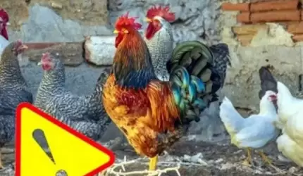 Uwaga! Hodowcy drobiu!