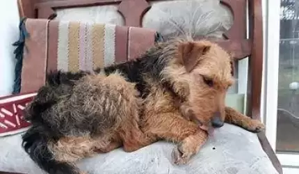 W Środzie Śląskiej znaleziono psa