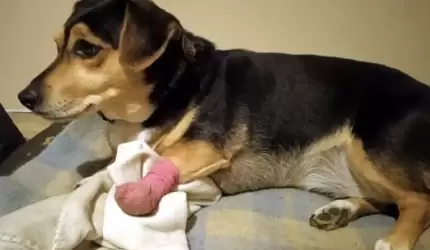 Stowarzyszenie Help Animals z Malczyc – z sercem dla zwierzaków!