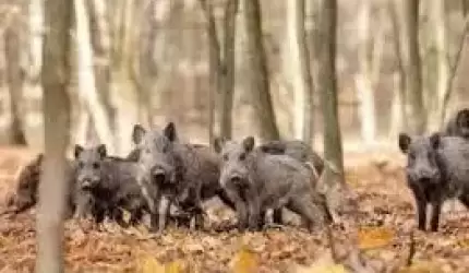 Afrykański pomór świń - bioasekuracja gospodarstwa