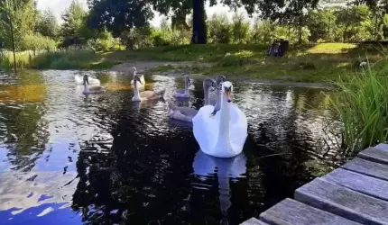 Opinia koła wędkarskiego "Sazan" dotycząca akwenu w Brodnie