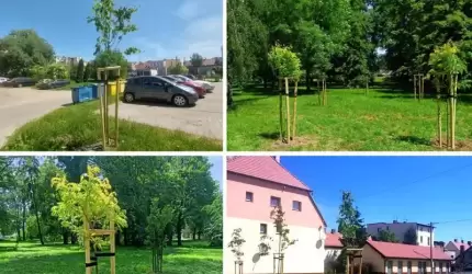 Nowe lipy, klony i perełkowce wzbogaciły przestrzeń miejską