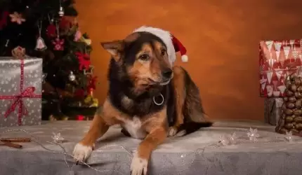 Trwa świąteczna zbiórka dla schroniska dla zwierząt