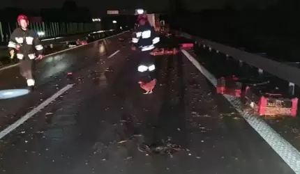 Kury biegały po autostradzie