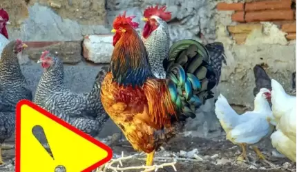 Powiat średzki zagrożony wystąpieniem ptasiej grypy