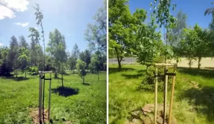 Lipy zazieleniły Ciechów i Święte