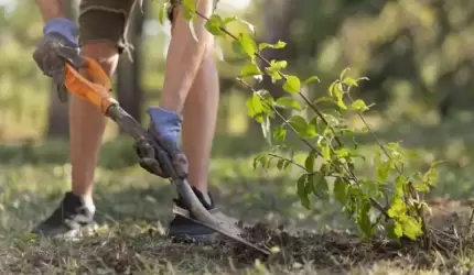 Posadź swoje drzewo w Gminie Malczyce!