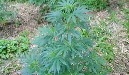 Plantacja marihuany na naszym terenie