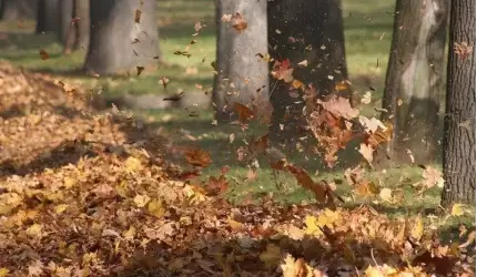 Silne wiatry na obszarze naszego województwa