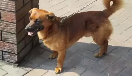 Zmarł właściciel tego psa. Może ktoś przygarnie zwierzaka?