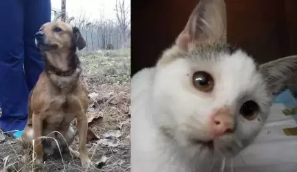 Szukasz przyjaciela? Znamy idealnych kandydatów